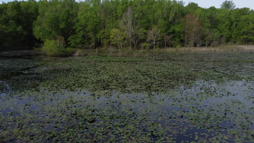 Forest area with swamp covered with lily pads