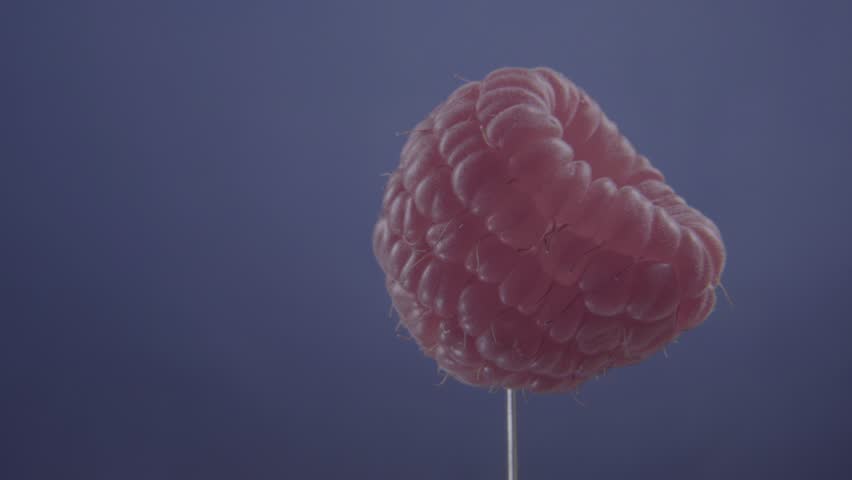Raspberry rotating with loop on blue screen for chroma key Royalty-Free Stock Footage #1102899911