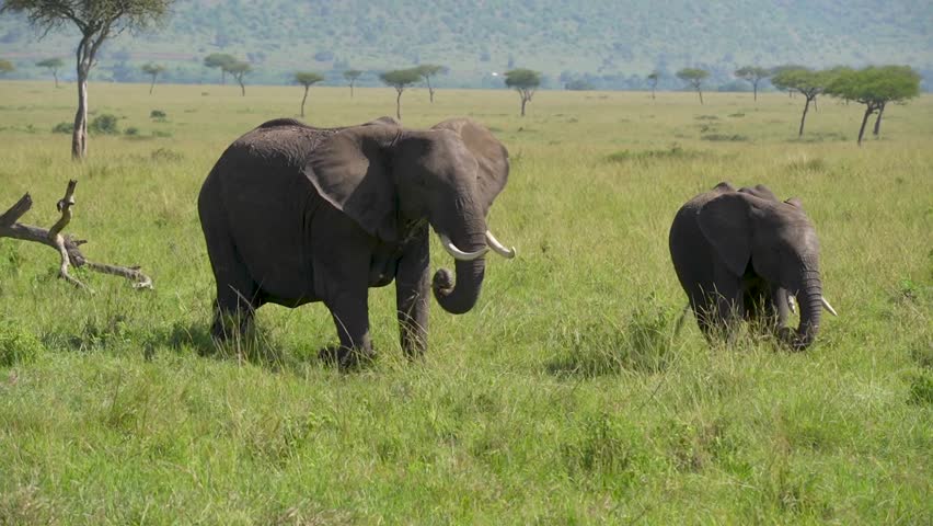 Two elephants standing in green grasslands of Africa with trees in background Royalty-Free Stock Footage #1102903499