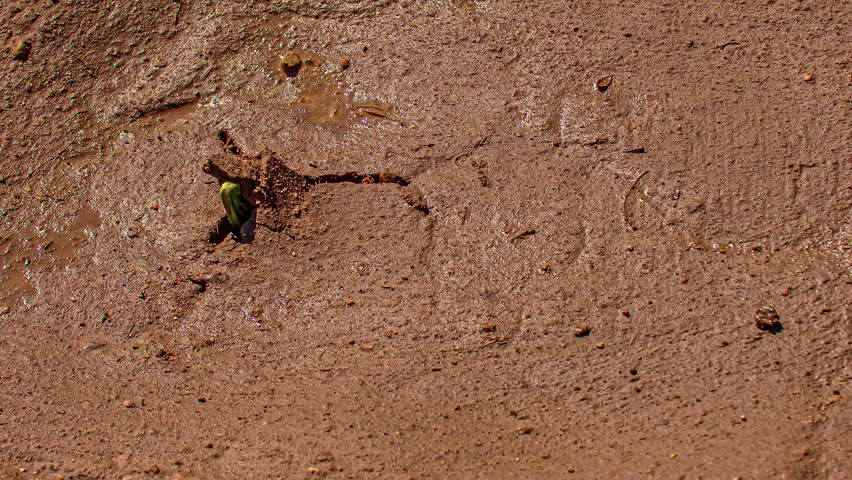 High angle shot of a plant germinating from soil, growing evolution in timelapse over a period of time.