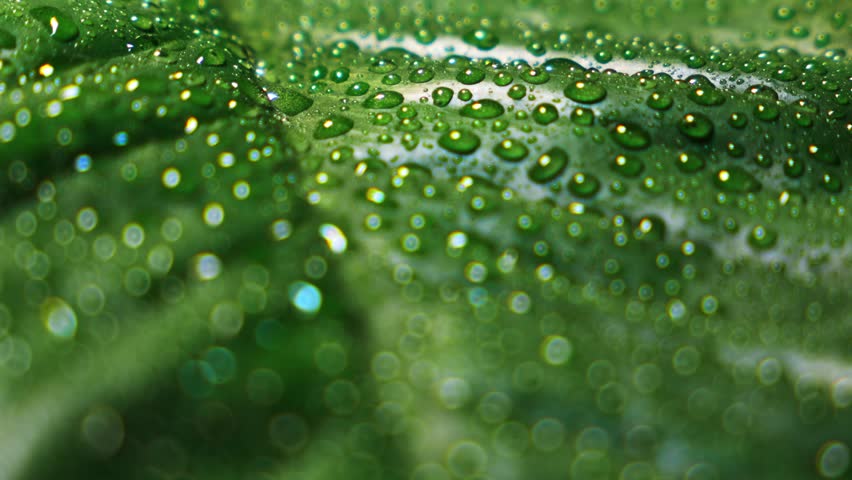 Macro shot of water drop drips on wet  green leaf   Fresh Water Drops On Leaves Eco Droplets