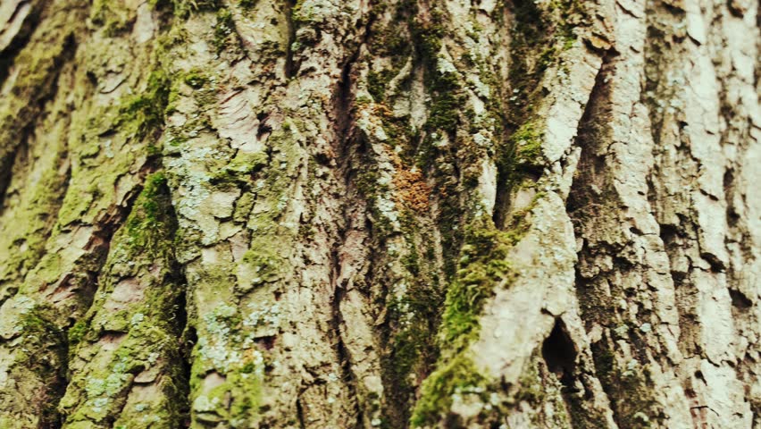 Texture of tree trunk in the forest Close up of texture of an old oak tree bark.
