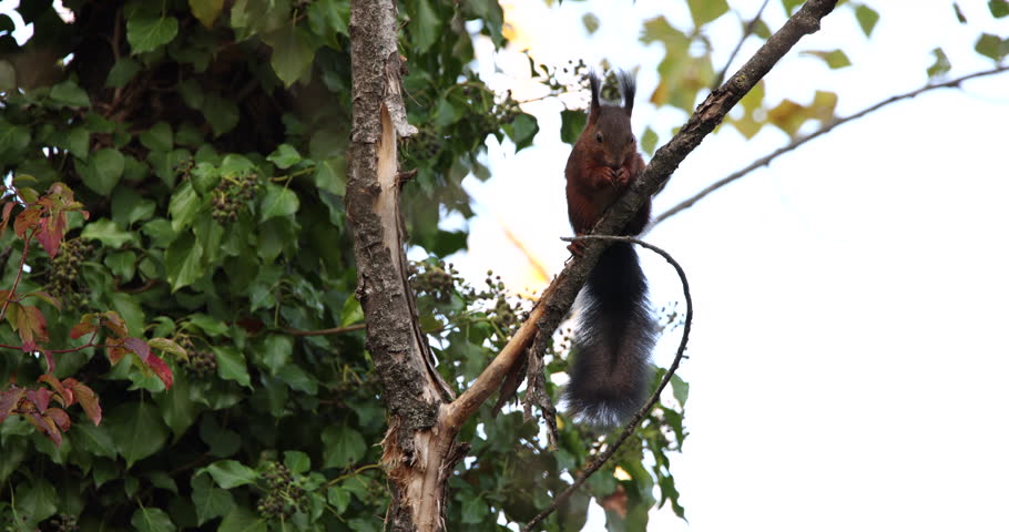 Red Squirrel Sciurus Vulgaris climbing on a tree branch and destroying bark slow motion