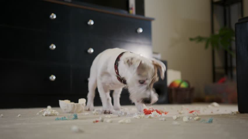 Domestic dog Jack Russell terrier, tore a toy at home on the carpet. Bad dog Royalty-Free Stock Footage #1102908327