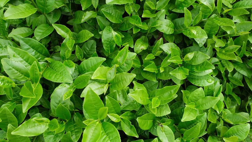 Close-up shot of fresh green tea leaves at the tea plantation in the morning. Healthy traditional drink ingredients Royalty-Free Stock Footage #1102912201
