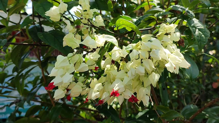 beautiful Clerodendrum thomsoniae flower in the garden