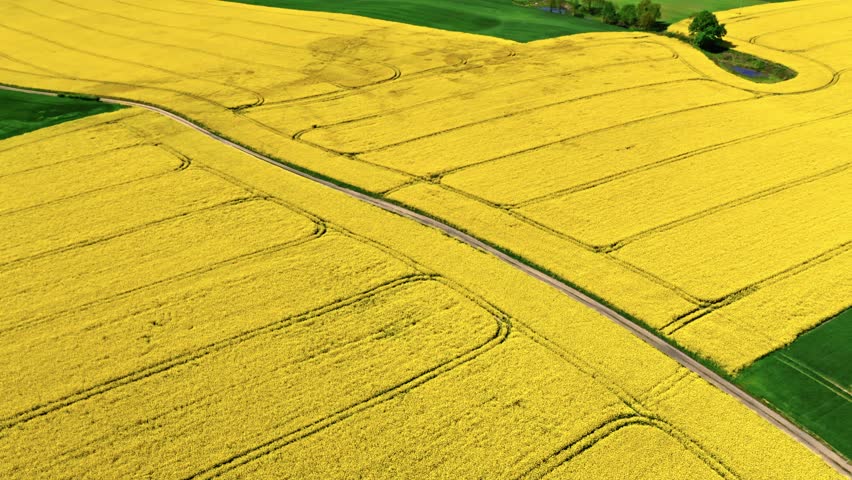 Blooming yellow rape field and country road in Poland. Aerial view of agriculture in Poland.