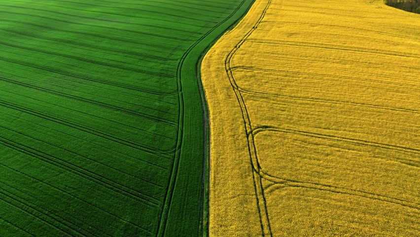 Large field of blooming rape field at sunrise. Aerial view of agriculture in Poland. Royalty-Free Stock Footage #1102915189