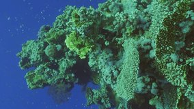 Vertical video, Beautiful tropical coral reef in coral garden in blue deep sea colorful fish swims around reefs, Slow motion forward