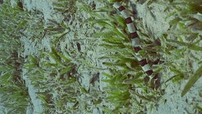 Vertical video, Harlequin Snake Eel (Myrichthys colubrinus) crawls along sandy bottom covered with green sea grass in daytime, Slow motion