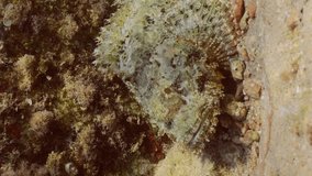 Vertical video, Close-up of Tassled Scorpionfish or Small-scaled Scorpionfish (Scorpaenopsis oxycephala) lies under rock reef on sunny day in sunrays, Slow motion