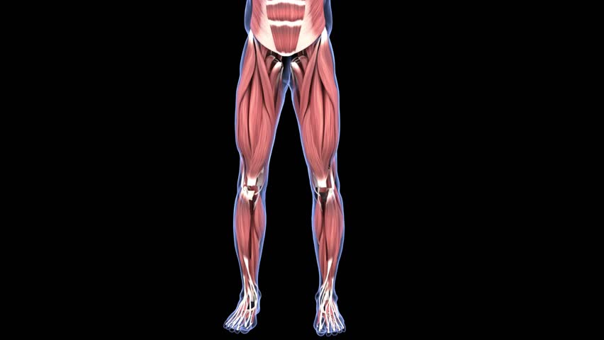 human lower body muscle anatomy medical concept 3d animation Royalty-Free Stock Footage #1102918561