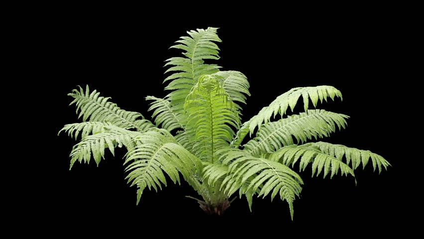 Real Plant Fern with Alpha Cchannel Royalty-Free Stock Footage #1102918573