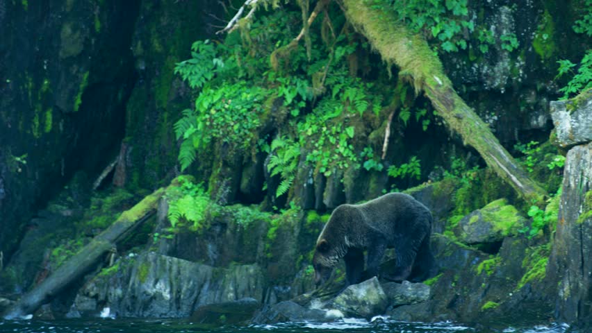 A bear walks along the river. Stand on the rocks and look for fish. Alaska
