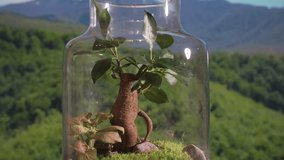 magic of nature with this captivating video of an ecosystem in a jar. See how different plant species interact with each other and with their environment, highlighting the incredible resilience of