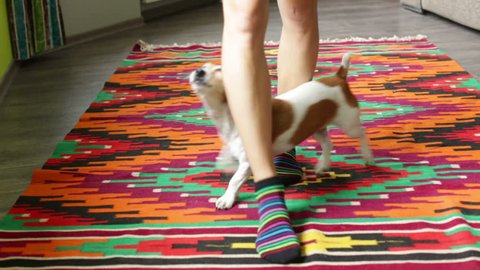 Young girl and a dog to perform tricks at home. The dog Jack Russell terrier curled around the legs mistress. video footage