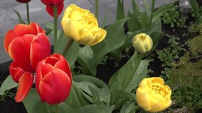 Colorful Red, Yellow and Purple Tullips and Peonies in front Garden Pot softly blowing in the Wind