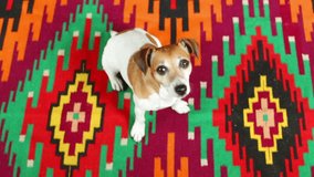 Cute puppy against a bright colored carpet looks to the camera. Video action