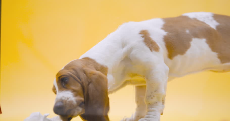 Basset hound three months old puppy licking wet glass. Funny dog portrait with tongue stick out. Yellow background.