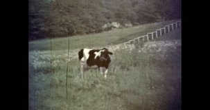 Cow on green grass field in summer. Black and white spotted cow grazing in countryside. Meadow landscape. Cow in pasture middle background. Vintage color film. Family archive. Retro, archival video