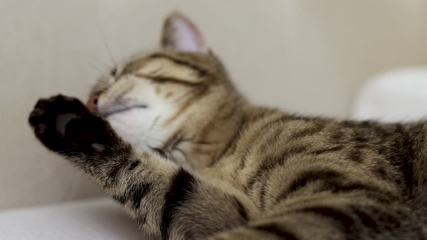 tabby cat sitting on bed blanket grooming cleaning itself,yawning or sleeping.beautiful kitty female domestic pet in bedroom on sheets,curtains pillow in background.close up face animal paw,groom lick Royalty-Free Stock Footage #1102928165