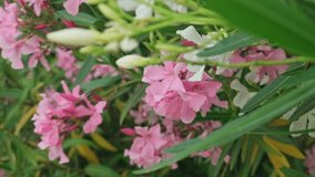 Beautiful garden with small blooming pink flowers on a summer day. Close-up Slow-motion video of gorgeous spring flowering flowers in a park during day time. Garden blossoms with little pink flowers. 