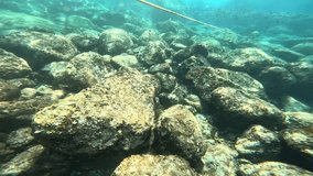 underwater video with fishes black and other colored rocks and blue colored sea water and marine life 
