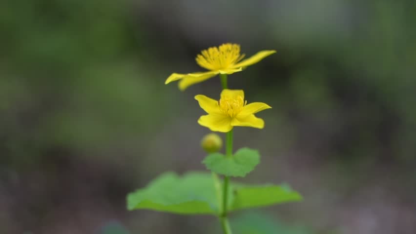 Yellow flowering flower of marsh cherubnitsa