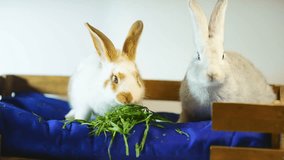 
Cute baby rabbits on a soft pillow eat green grass. Decorative pets. Funny bunnies. Rabbits with an unusual color