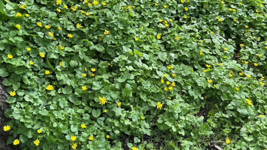 Yellow flowers green leaves Marsh Marigold wildflowers on forest glade in spring day. Caltha palustris plant yellow flowers background. Idyllic summer lawn in forest.