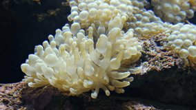 Video of bubble-tip anemone (Entacmaea quadricolor) with the bulbous tips at the end of its tentacles swaying in the water flow