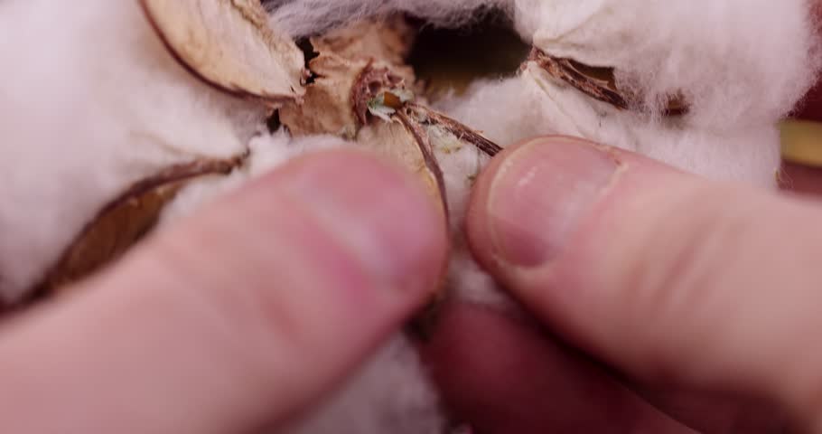 old dirty cotton flower with crumbs of dried roses and flowers, white authentic cotton close-up with other dry flowers