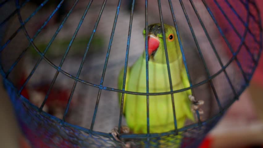 Beautiful colorful Indian ringed parrot is sitting in a wire cage, Parrot Moving in a Cage And Poses for the Camera Royalty-Free Stock Footage #1102941077