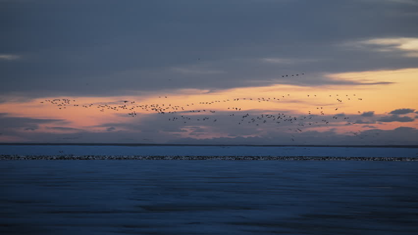 A flock of geese flying over the frozen lake at sunset. Slow motion.
