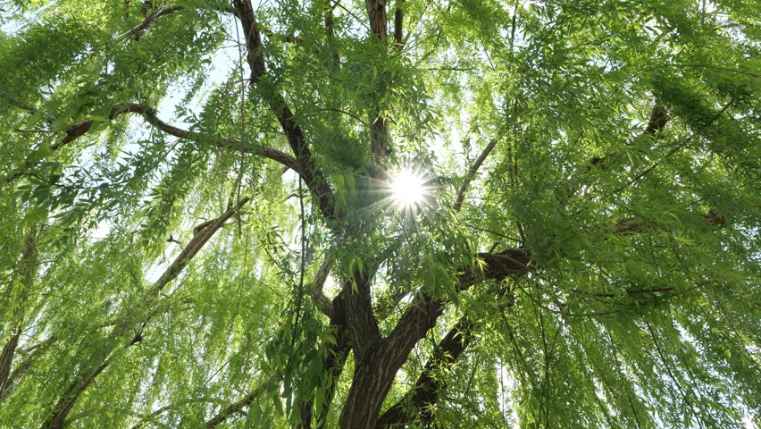 Weeping willow with sunlight filtering through the leaves of the tree video Royalty-Free Stock Footage #1102951479