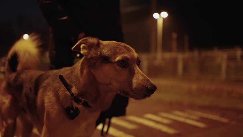 Young woman is walking her dog on a night street Royalty-Free Stock Footage #1102954455