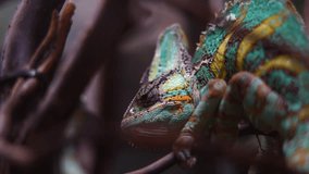 Video of Veiled chameleon in terrarium
