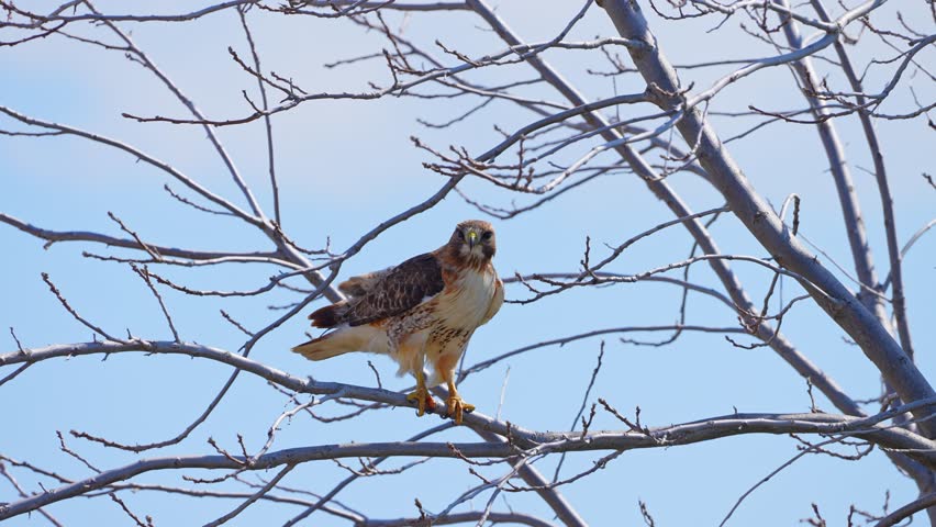 Red tailed hawk, Buteo jamaicensis, on the tree branch, near airport in Toronto, Ontario Canada. North America. Wildlife in the city.