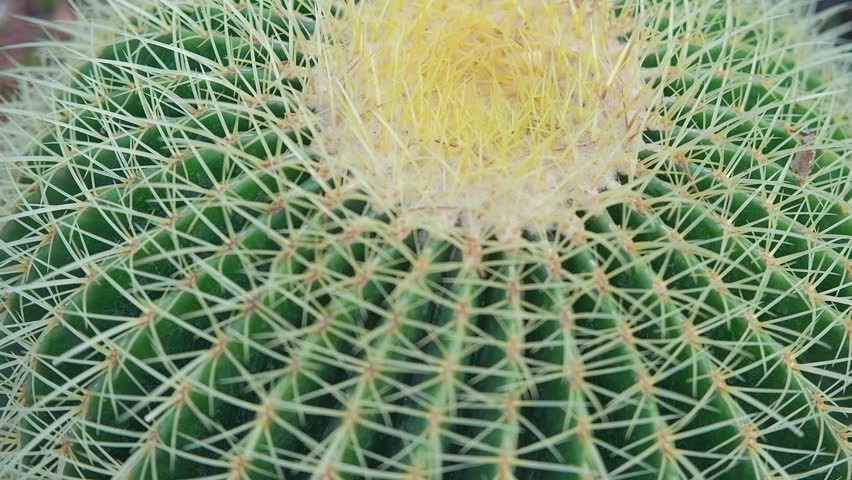 Echinocactus grusonii, popularly known as the golden barrel cactus