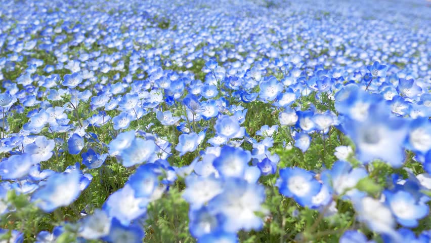beautiful blue flower field, camera moves over a colourful blue blooming flowers, Hitachi seaside park in Japan with nemophila flowers in bloom. High quality 4k footage Royalty-Free Stock Footage #1102967551