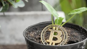 Bitcoin coins are placed on soil in pots and small plants. The growth of the BCT coin Concept. - Powered by Shutterstock - Get 15% off with code: PIKWIZARD15