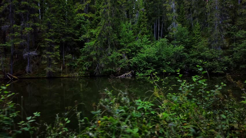 Hiking in the summer along a forest lake in the Swedish wilderness. Reflection of the deciduous and coniferous trees in the pond of the Siljan Ring impact crater, Styggforsen National Park in Boda