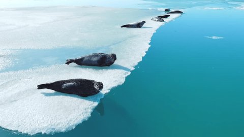 Fur Seals on the iceberg in Iceland. Mammal ocean animals in the wild. Arctic wildlife. Nature in winter. Pure ice floats in turquoise water. Fur seals, sea lions, seals. Aerial view 4k. - Βίντεο στοκ