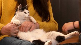 Close up unrecognizable cropped woman in yellow shirt scratching fluffy belly of black and white cat purring and joying owner attention. Volunteers save wild animals, pet shop or shelter. Video, 4k