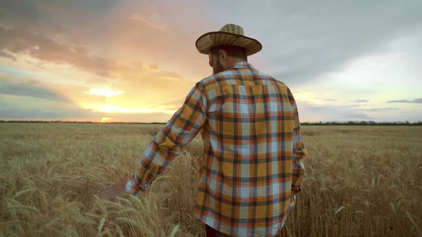 Farmer man in hat walks through wheat field and touches ripe wheat ears with his hands, controlling and checking quality. Summer harvest season. Agronomist specialist is engaged in growing plants.
