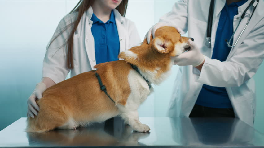 Close up two professional veterinarians examining Corgi breed dogs teeth and gums during routine check-up 4K footage. Slow motion friendly orange Corgi puppy check-up from caring veterinarian Royalty-Free Stock Footage #1102971757