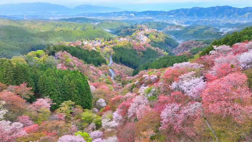 Cherry blossom valley in Japan, Yoshino mountains in spring with sakura trees in bloom, aerial view of blooming pink cherry trees in Japanese mountains. High quality 4k footage