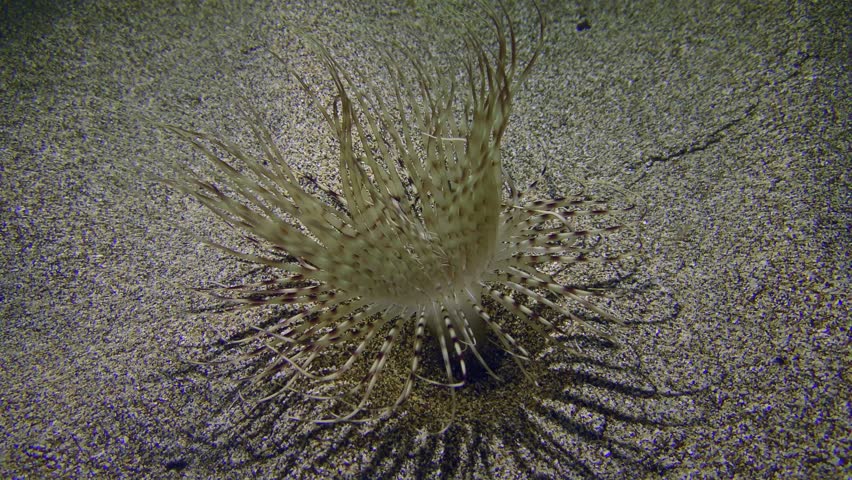 Cylinder anemone or coloured tube anemone (Cerianthus membranaceus) catches its prey and pulls the tentacle to its mouth., artificial light. Mediterranean, Greece, Rhodes