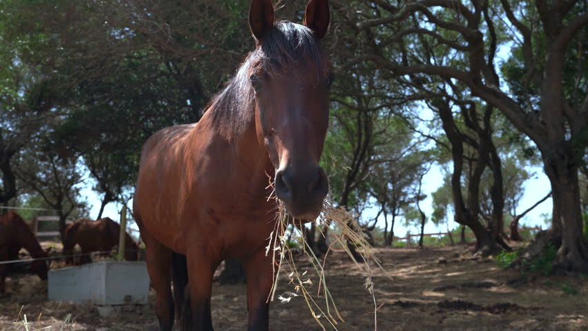 Close up portrait of happy brown horse eating dry hay, rural farmland scenery Royalty-Free Stock Footage #1102975807
