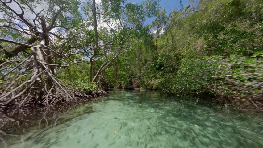 Fpv flight over beautiful Tropical Rio Cano Frio River in deep jungle of Samana, Dominican Republic  | Shutterstock HD Video #1102975945